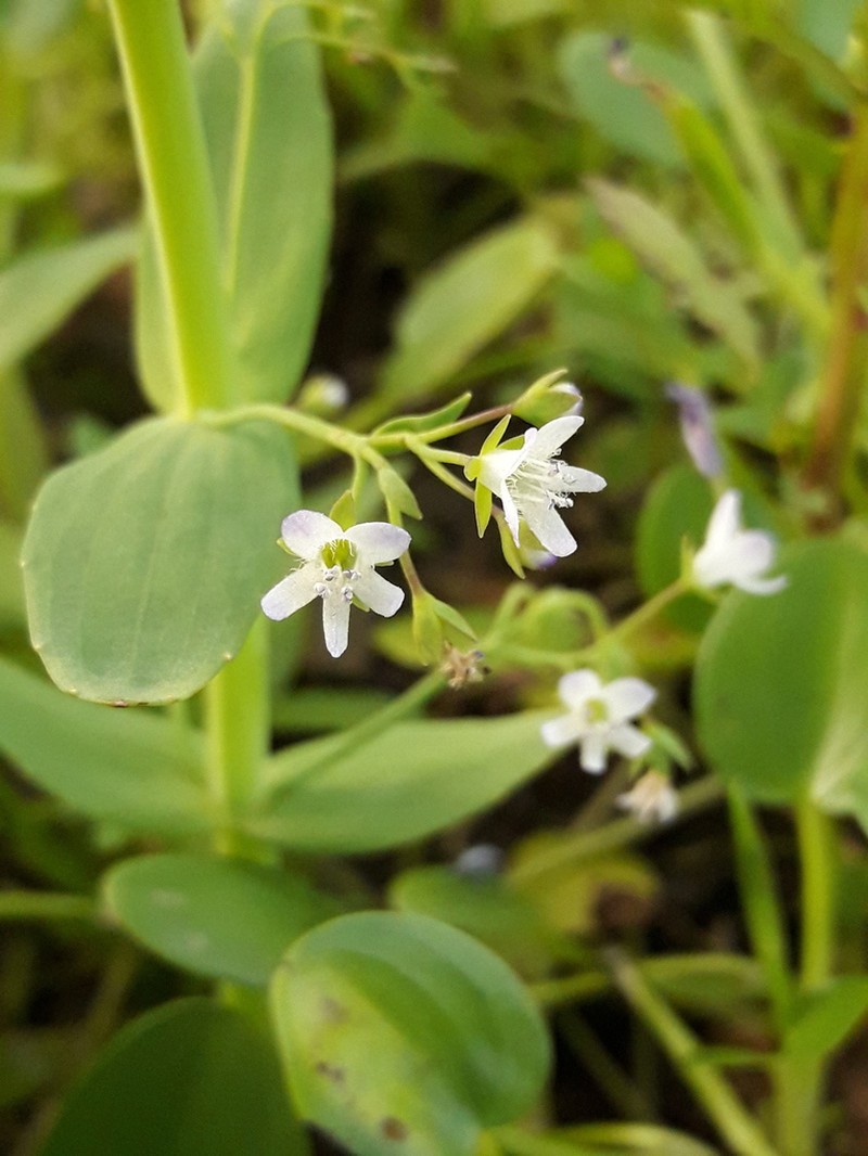 Anamaria heterophylla