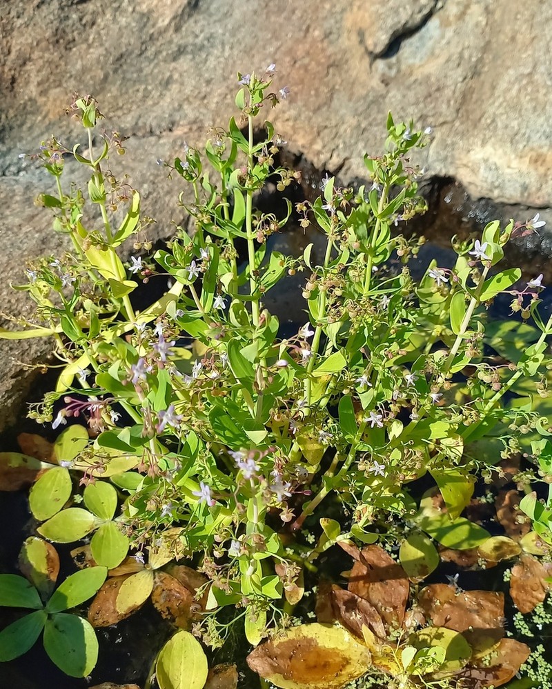 Anamaria heterophylla photo 2