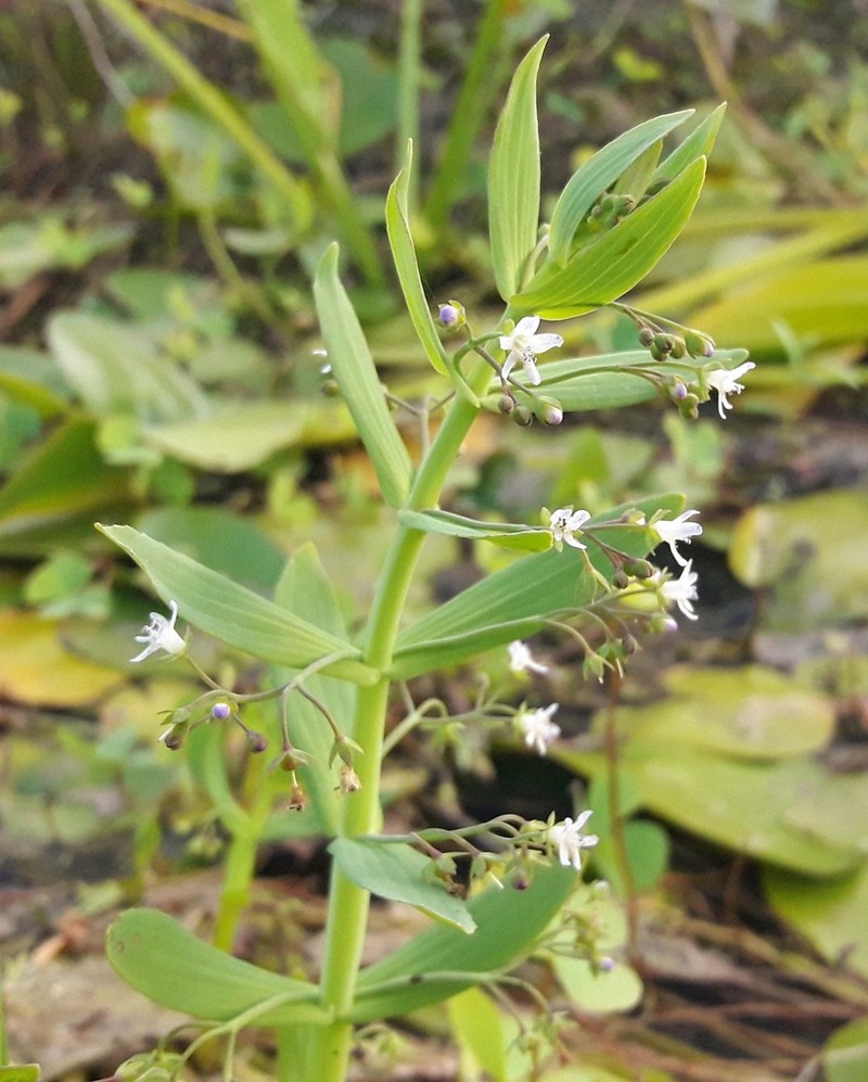 Anamaria heterophylla photo 3