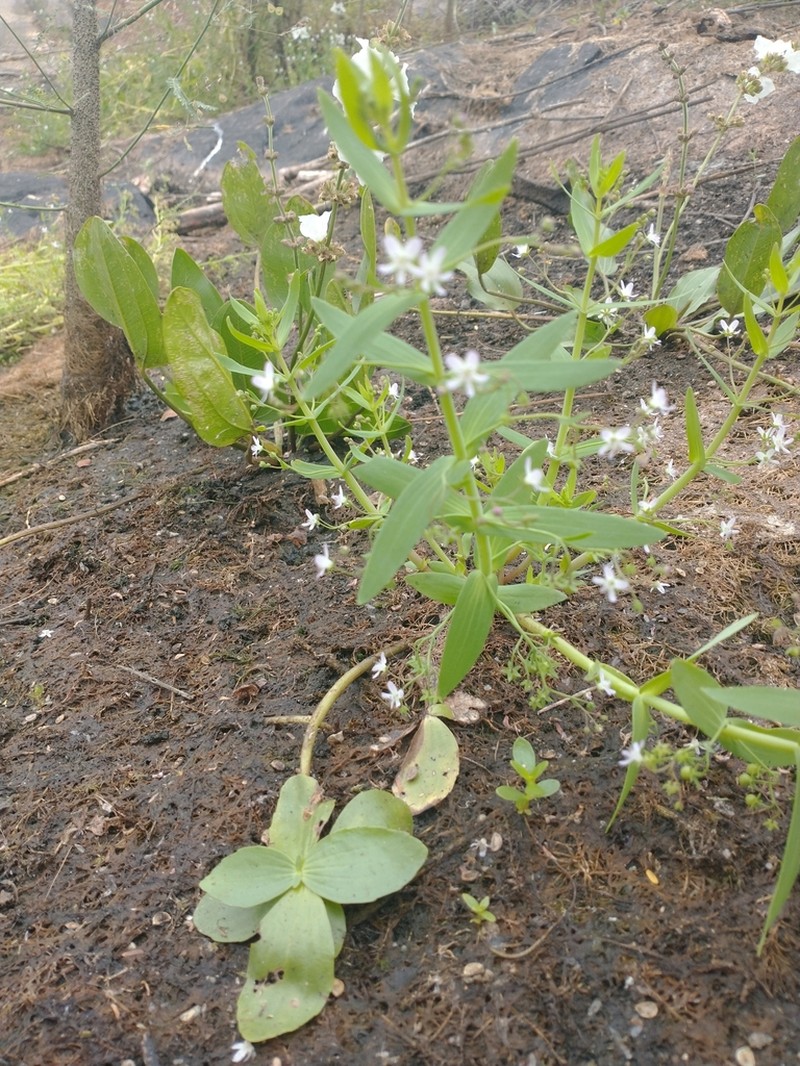 Anamaria heterophylla photo 4