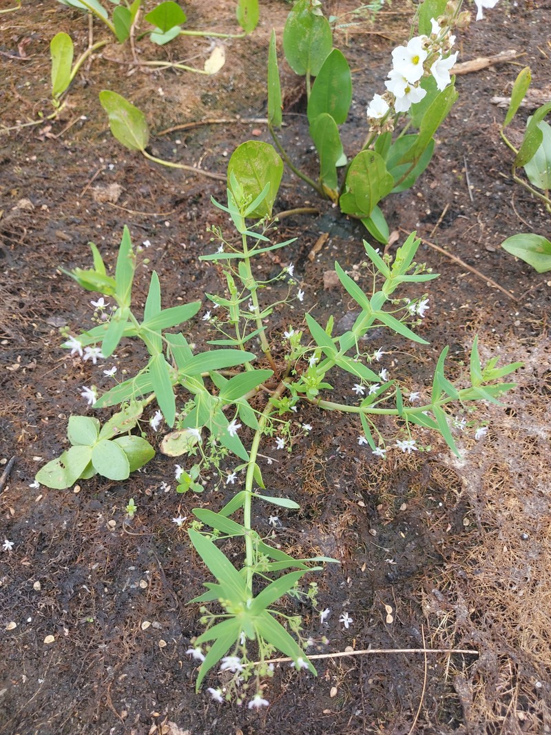 Anamaria heterophylla photo 7