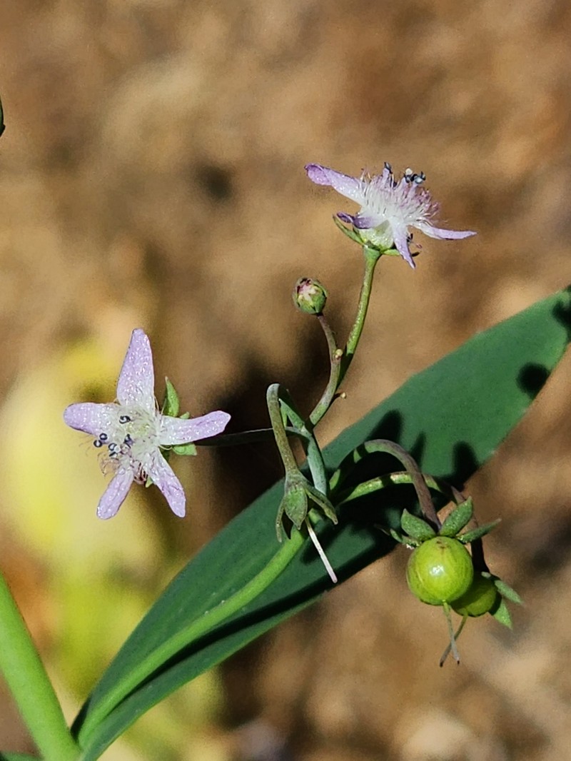 Anamaria heterophylla photo 8