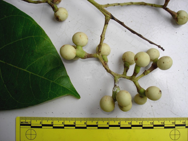 Anamirta cocculus photo 2
