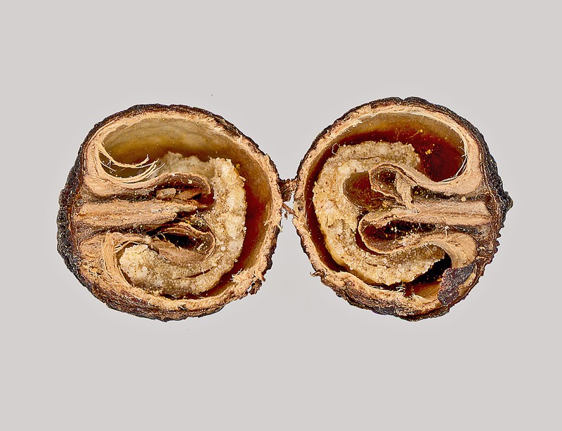 Anamirta cocculus photo 4