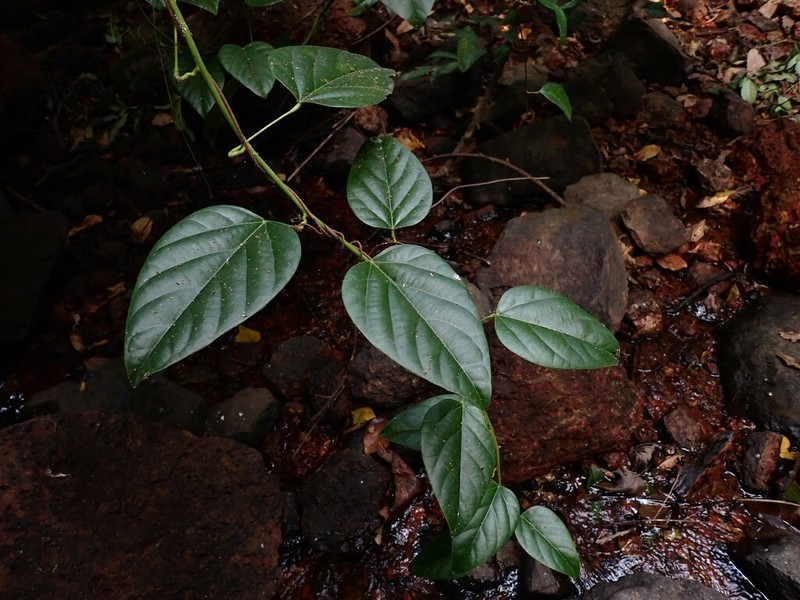 Anamirta cocculus photo 5