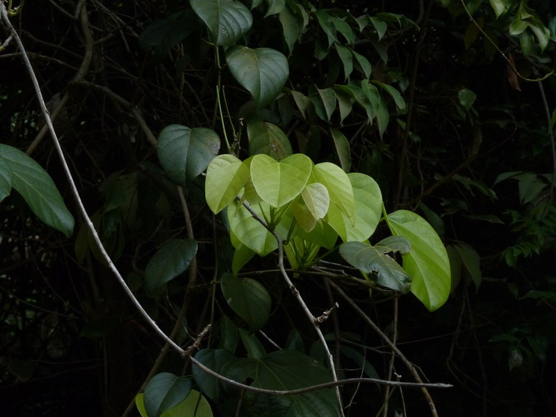 Anamirta cocculus photo 6