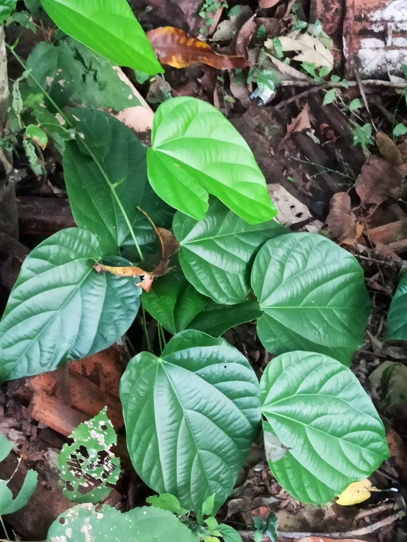 Anamirta cocculus photo 7