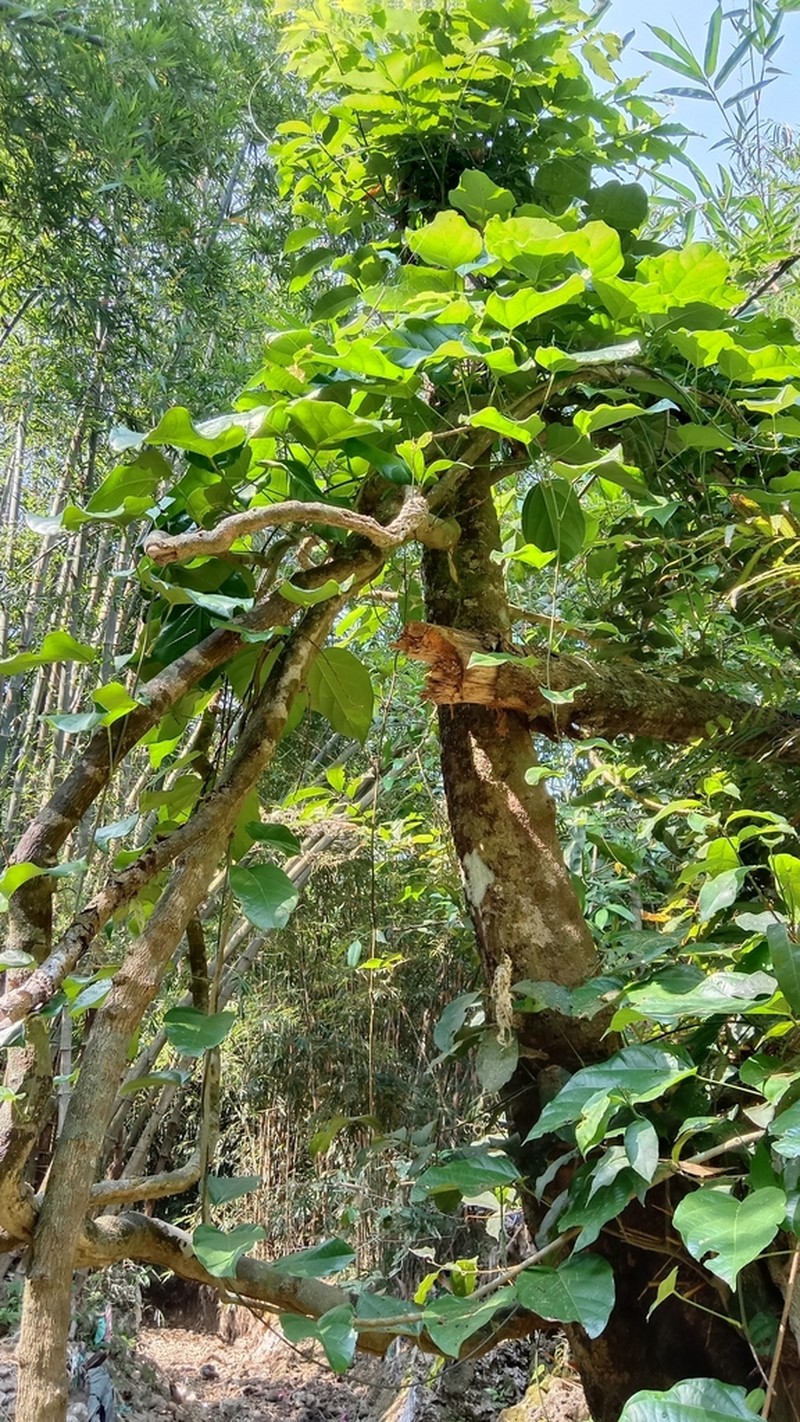 Anamirta cocculus photo 8
