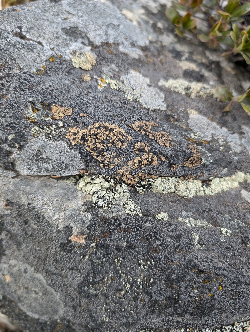 Anamylospora pulcherrima