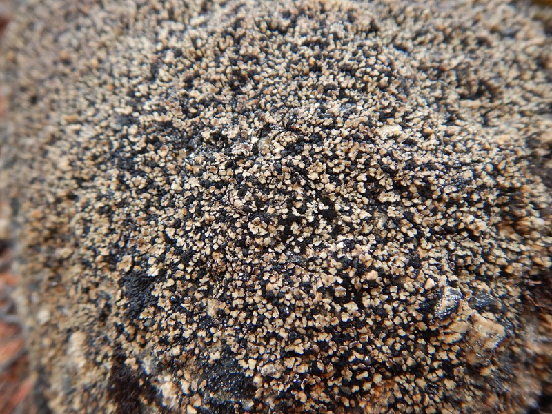 Anamylospora pulcherrima photo 4