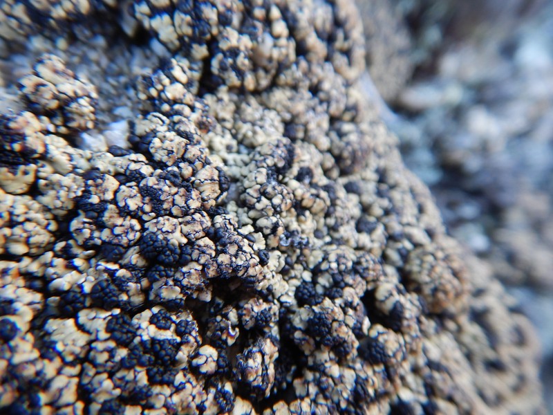 Anamylospora pulcherrima photo 5