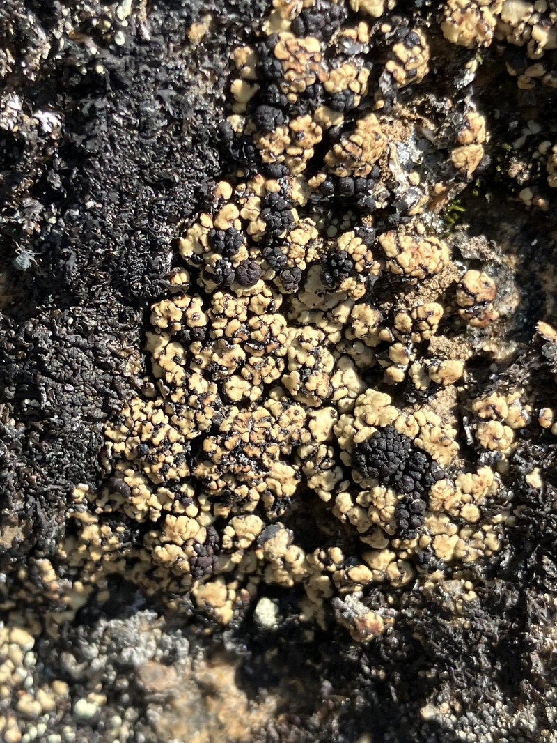 Anamylospora pulcherrima photo 6