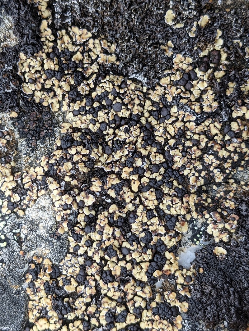 Anamylospora pulcherrima photo 7