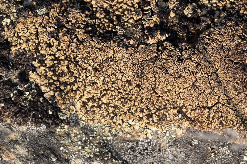 Anamylospora pulcherrima photo 8