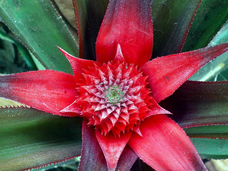 Pineapple photo 3
