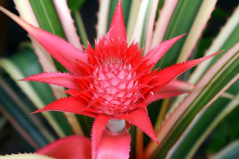 Pineapple photo 4