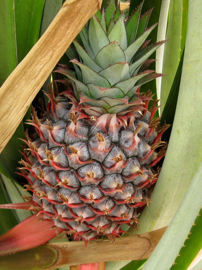 Pineapple photo 5