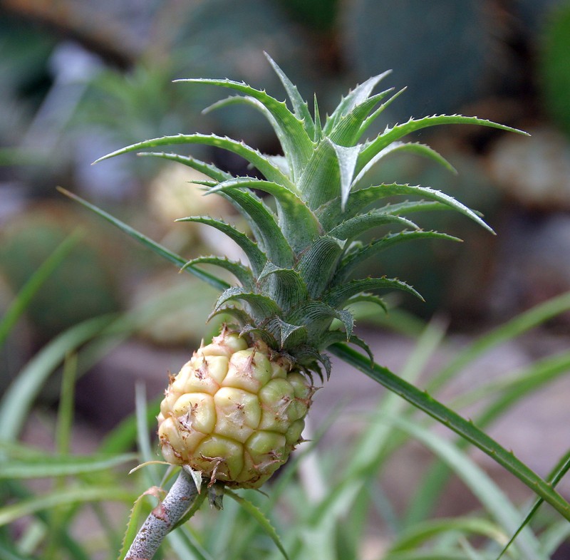 Pineapple photo 6