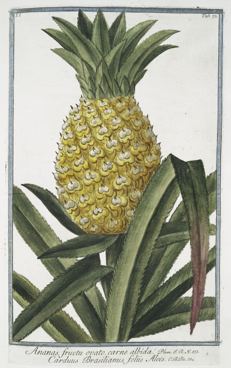 Pineapple photo 7