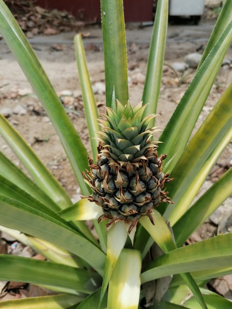 Pineapple photo 8