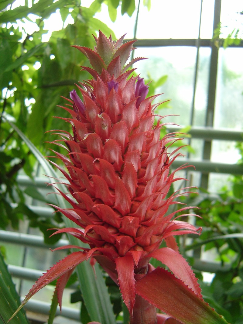 Ananas macrodontes