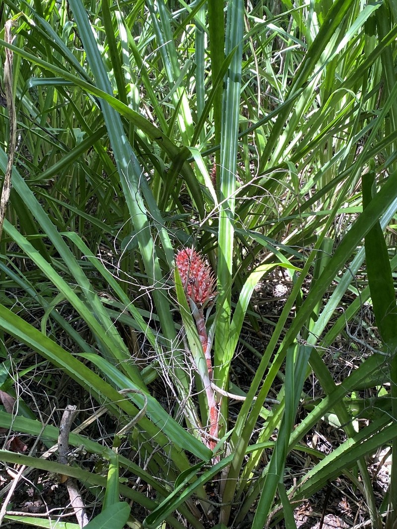 Ananas macrodontes photo 3