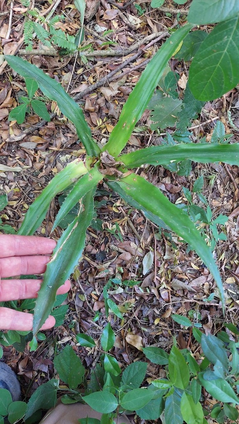 Ananas macrodontes photo 4