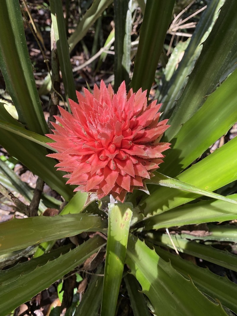Ananas macrodontes photo 5