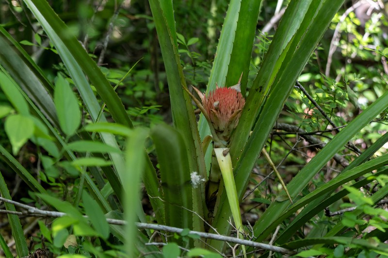 Ananas macrodontes photo 6