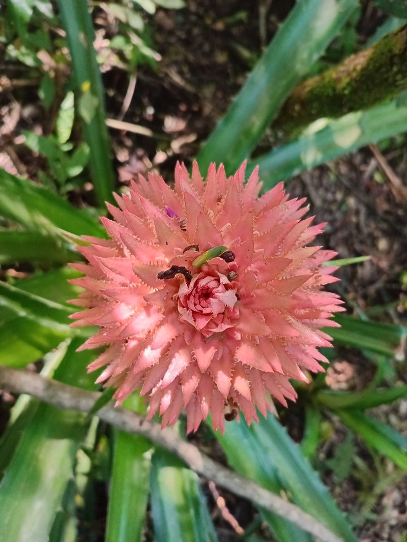 Ananas macrodontes photo 7