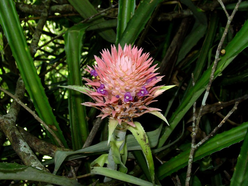 Ananas macrodontes photo 8