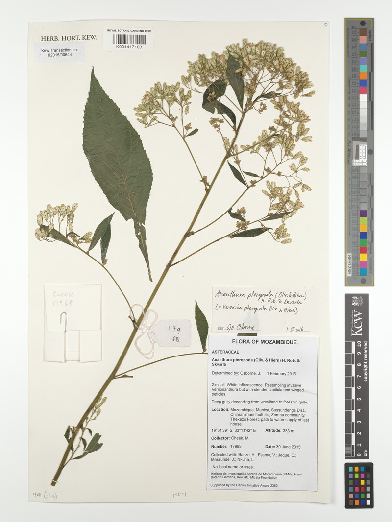 Ananthura pteropoda