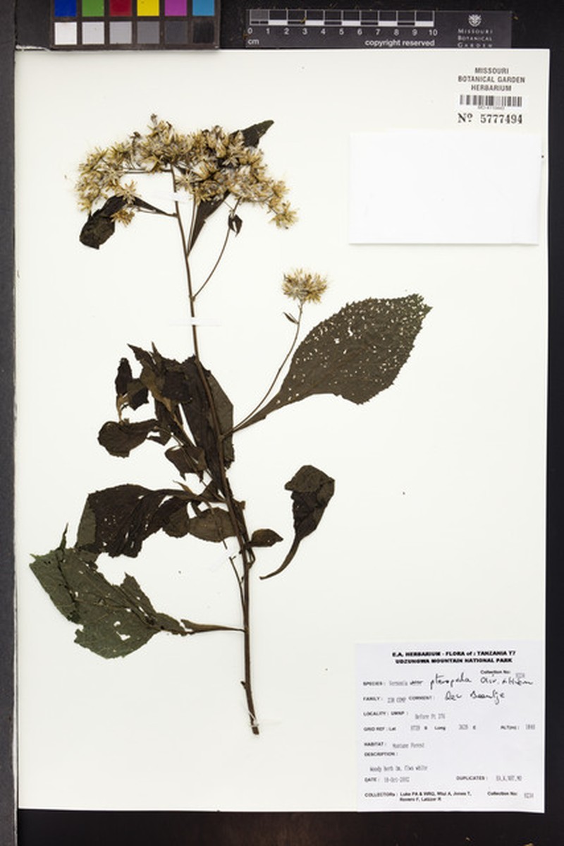 Ananthura pteropoda photo 2
