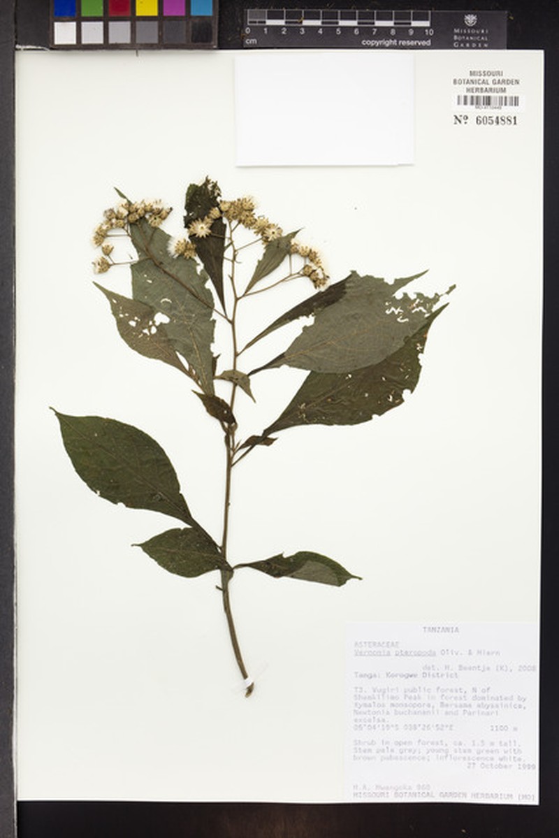 Ananthura pteropoda photo 3