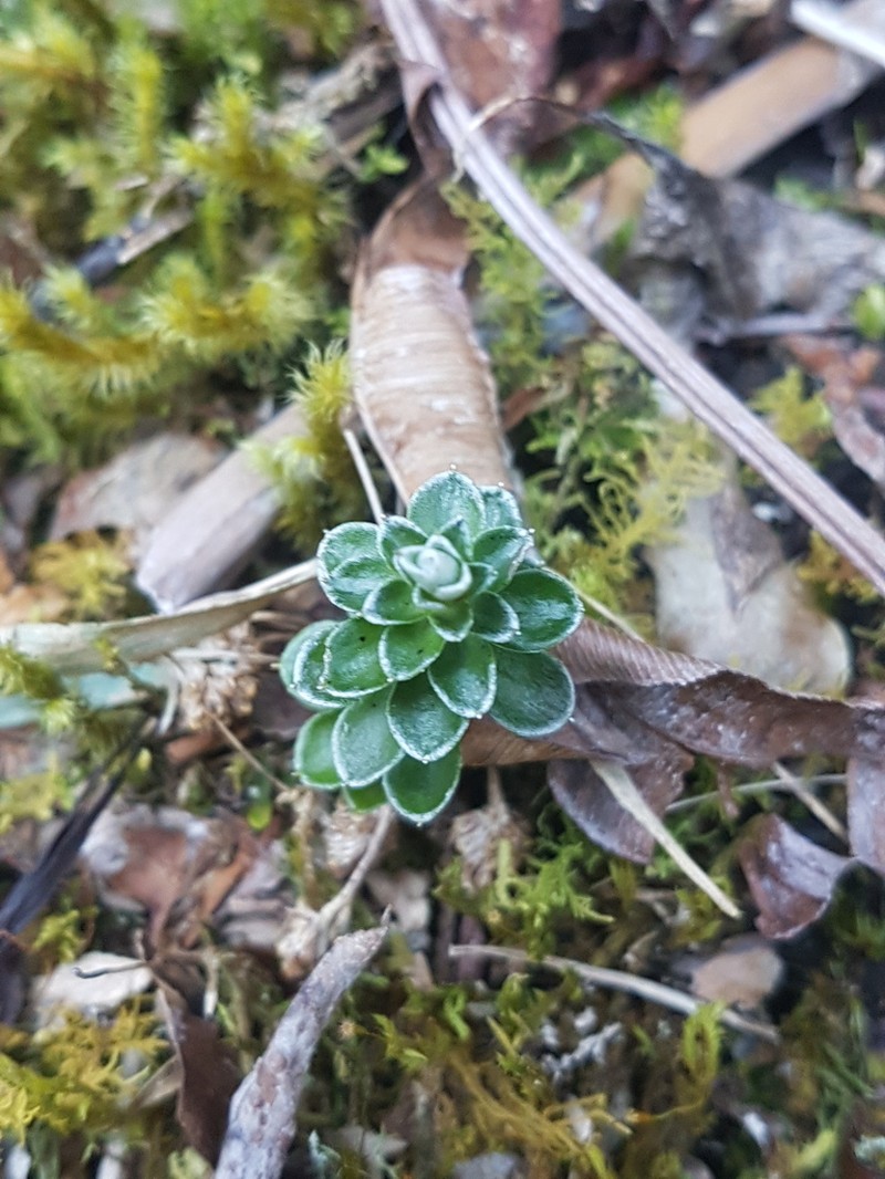 Anaphalioides alpina