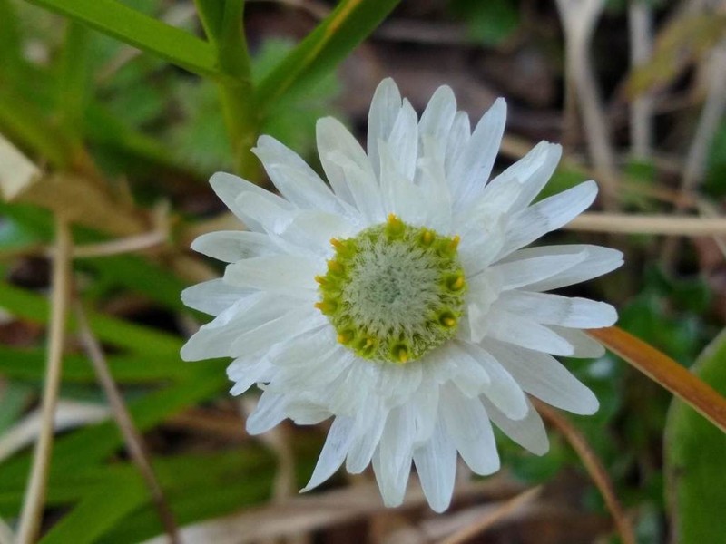 Anaphalioides alpina photo 2