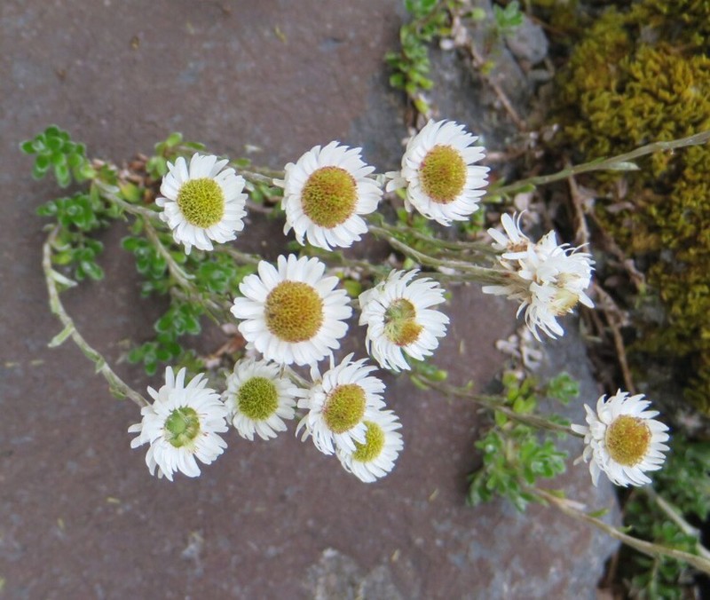 Anaphalioides alpina photo 3