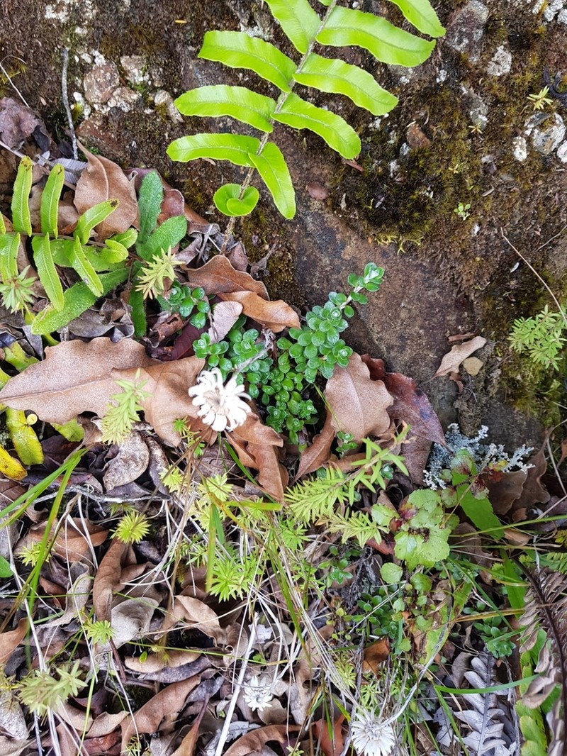 Anaphalioides alpina photo 4