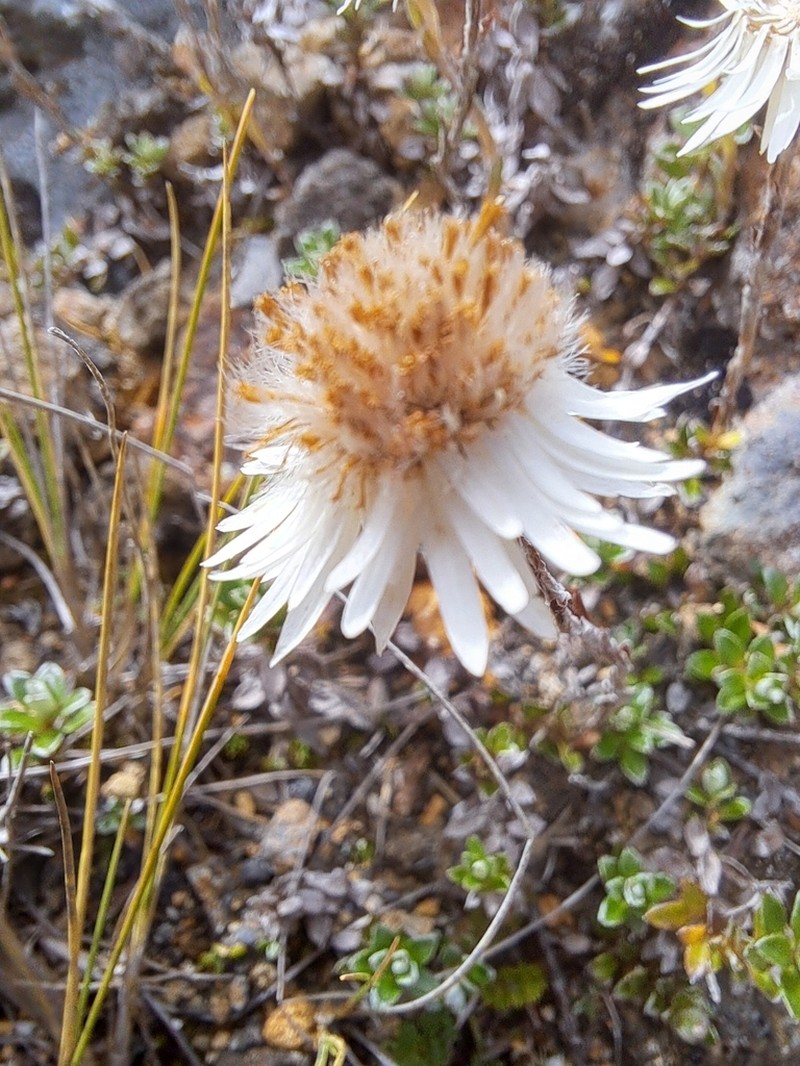 Anaphalioides alpina photo 5