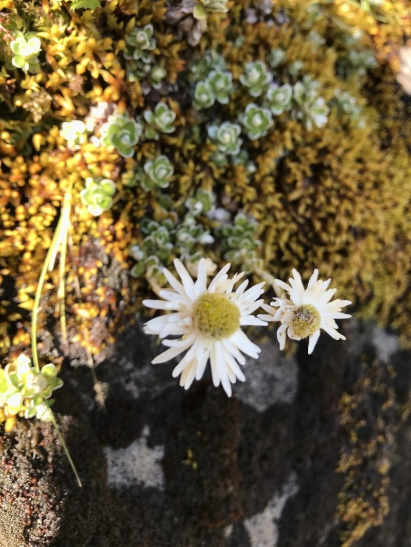 Anaphalioides alpina photo 6