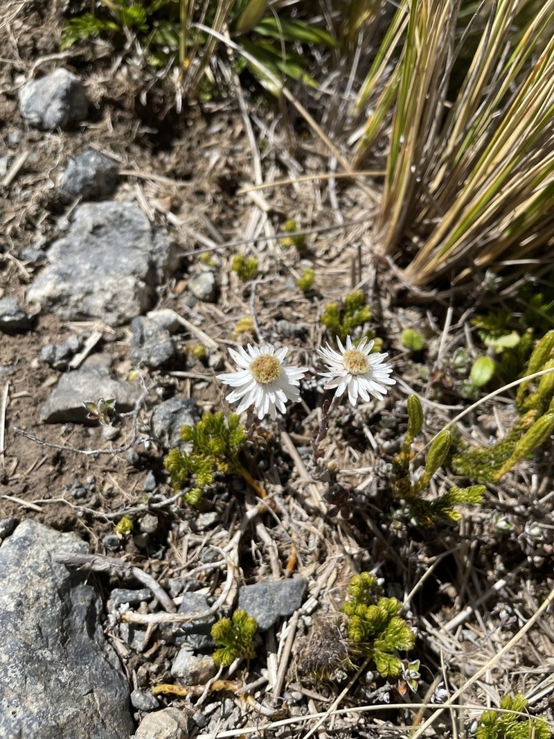 Anaphalioides alpina photo 7
