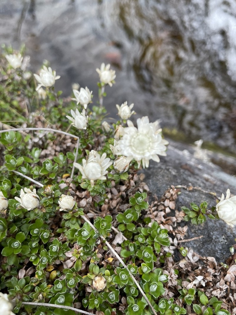 Anaphalioides alpina photo 8