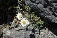 Anaphalioides bellidioides