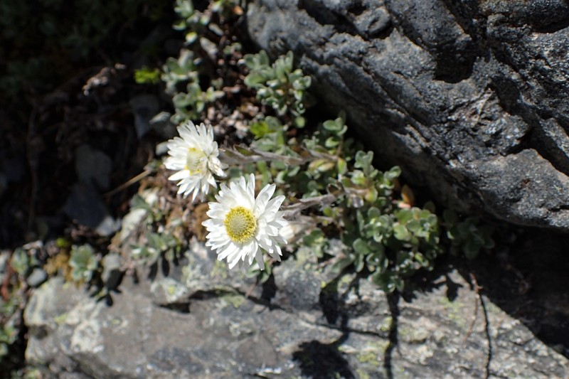 Anaphalioides bellidioides
