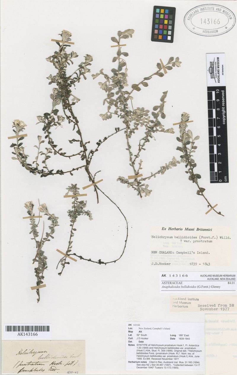 Anaphalioides bellidioides photo 2