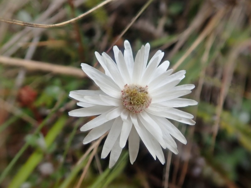 Anaphalioides bellidioides photo 3