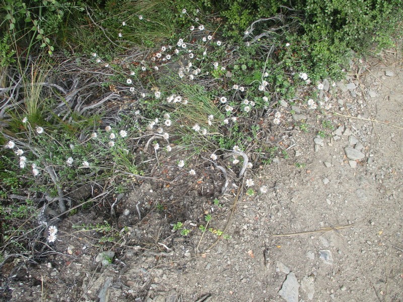 Anaphalioides bellidioides photo 4