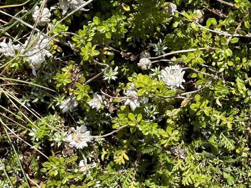 Anaphalioides bellidioides photo 5