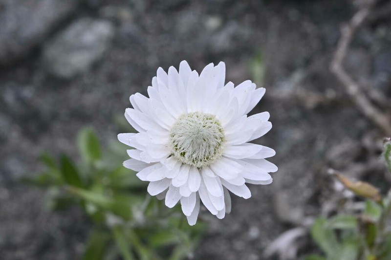Anaphalioides bellidioides photo 6