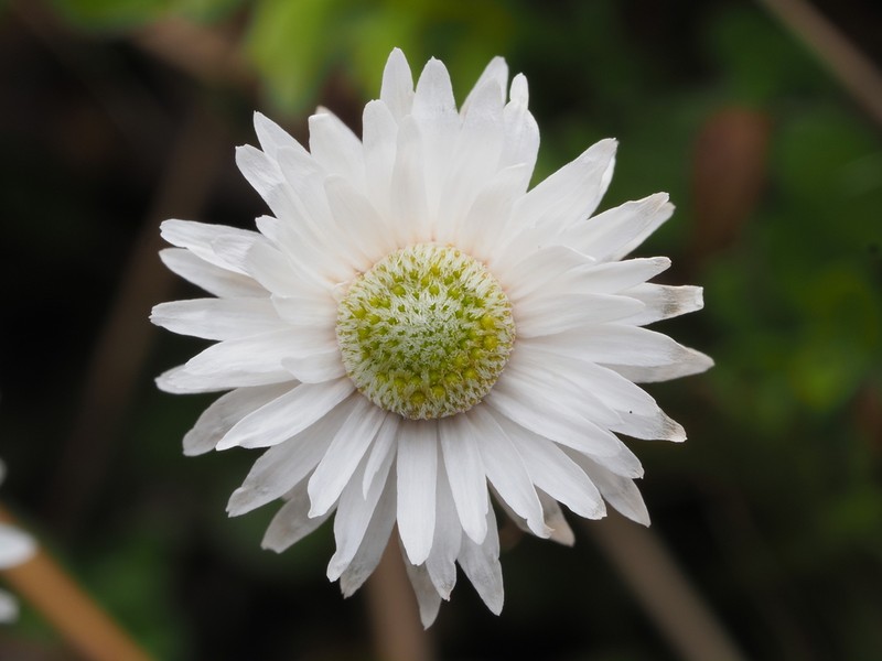 Anaphalioides bellidioides photo 7